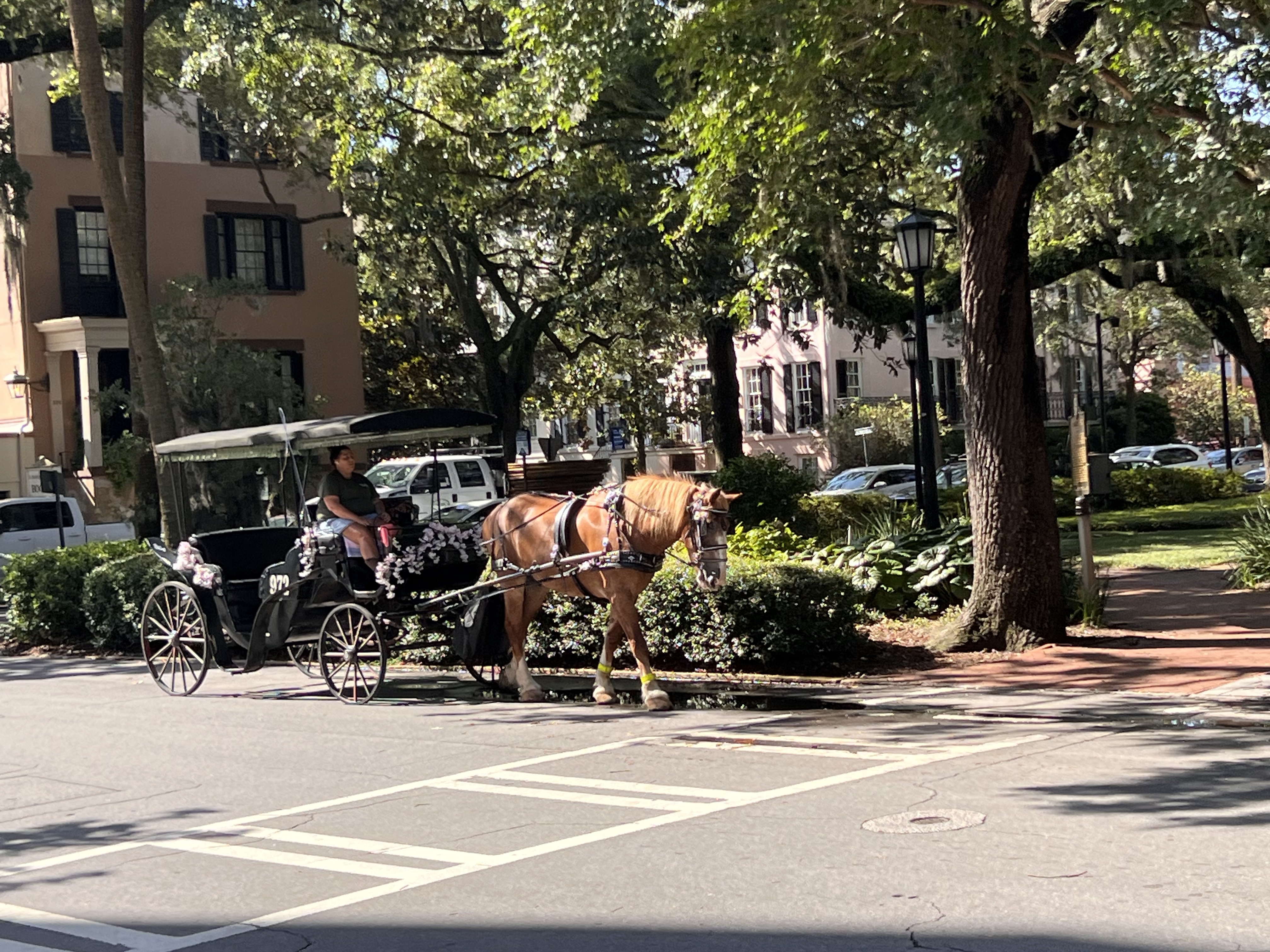 ./2025/06 - Savannah/IMG_1108.jpg
